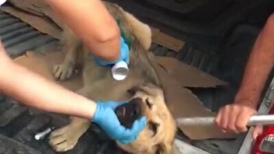 Sel bölgesinde ayının saldırısına uğrayan köpek tedavi edildi