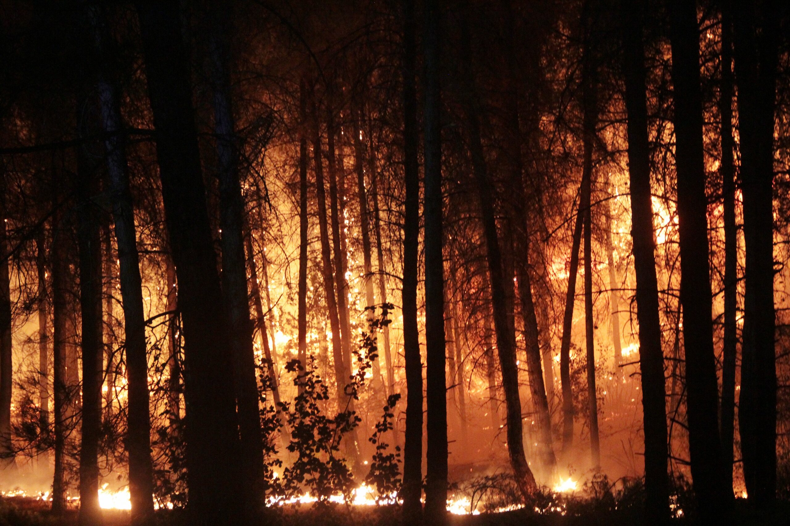 Muğla Orman Bölge Müdürü: 15 günlük yangınlarda 52 bin hektar alan zarar gördü