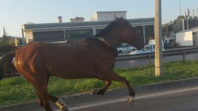 Bursa’da ana yola çıkan at trafiği altüst etti
