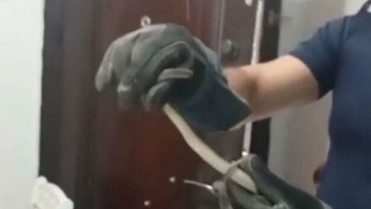 Evin elektrik sigortasından yılan çıktı