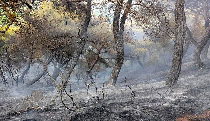 Hatay’da orman yangını