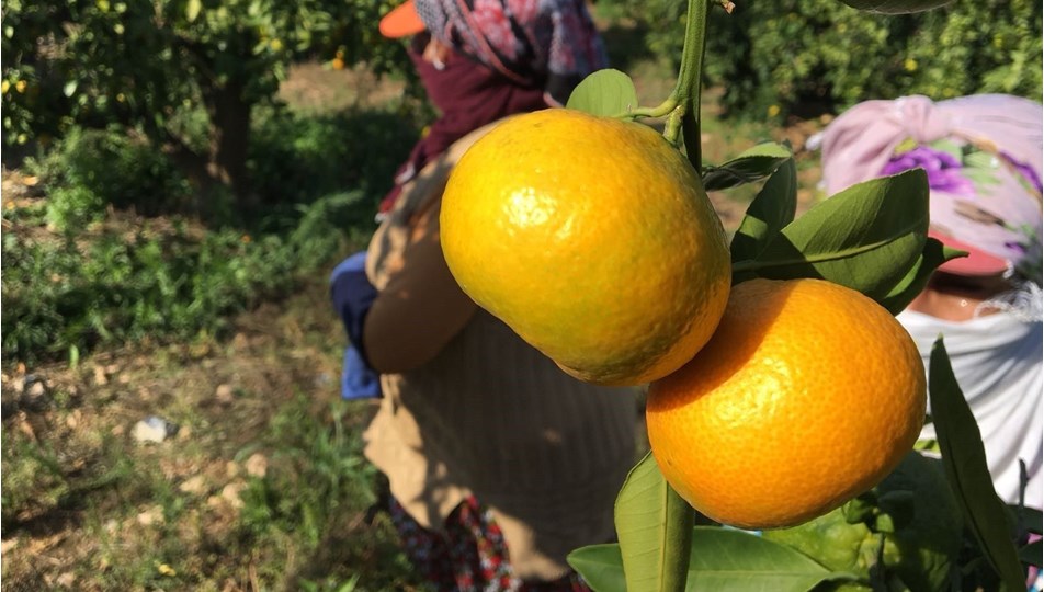 Narenciye rekoltesinde düşüş bekleniyor