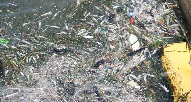 İzmir Karşıyaka’da ölü balıklar kıyıya vurdu