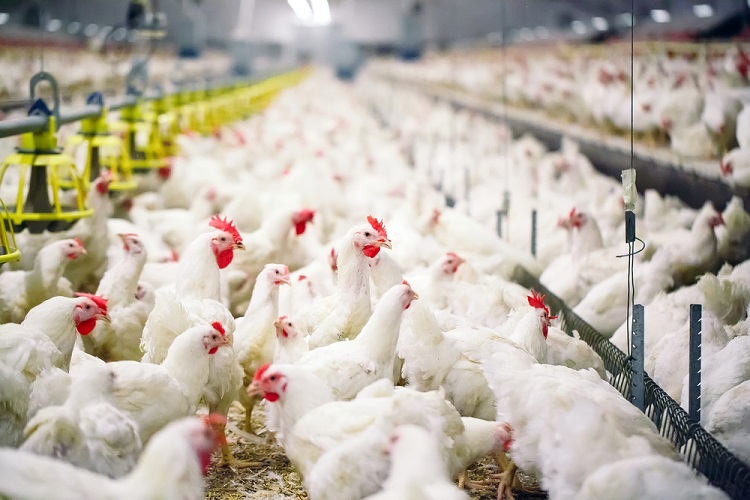 Tavukta restleşme sürüyor: Üretitimi durduracaklar