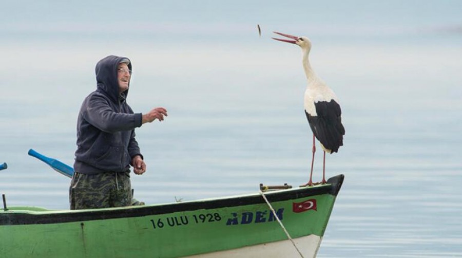 Yaren’in yavrusu Çad’da: Şimdiden 4 bin 500 kilometre uçtu