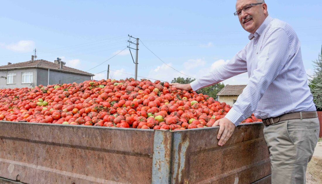 Bursa’nın salçalık domatesinde sevindiren gelişme! Karaborsaya düştü…