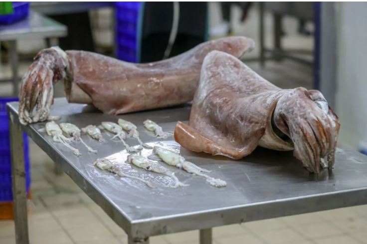 Denizden çıkan canlı balıkçıları korkuttu