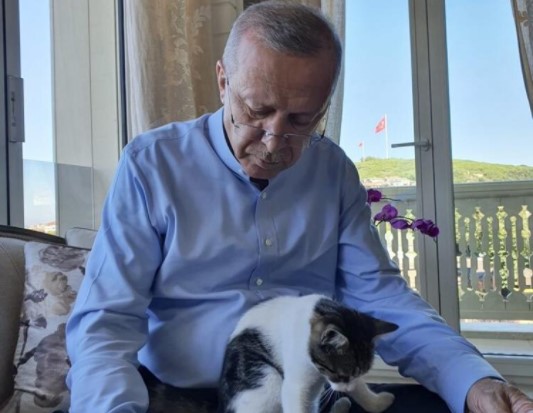 Cumhurbaşkanı Erdoğan’dan ‘kedili’ paylaşım! Cumhurbaşkanı Erdoğan’dan ‘kedili’ paylaşım!