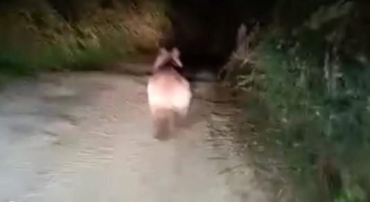 Bursa’da mahalleye inen ayıyı kovaladılar! Bursa’da mahalleye inen ayıyı kovaladılar!
