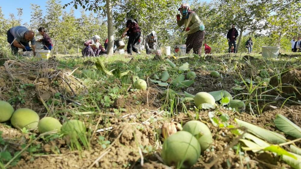 Bursa’da ceviz hasadı başladı