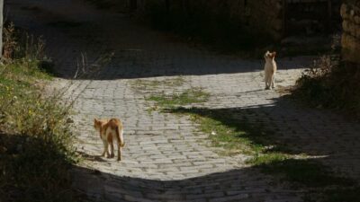 Bursa’da yırtıcı hayvanlar parçalasın diye bırakılan kedilere köylüler sahip çıktı