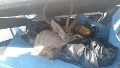 Kaza yapan avcıların bagajından geyik çıktı!