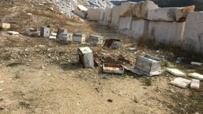 Bursa’da aç kalan ayılar arı kovanlarına saldırdı
