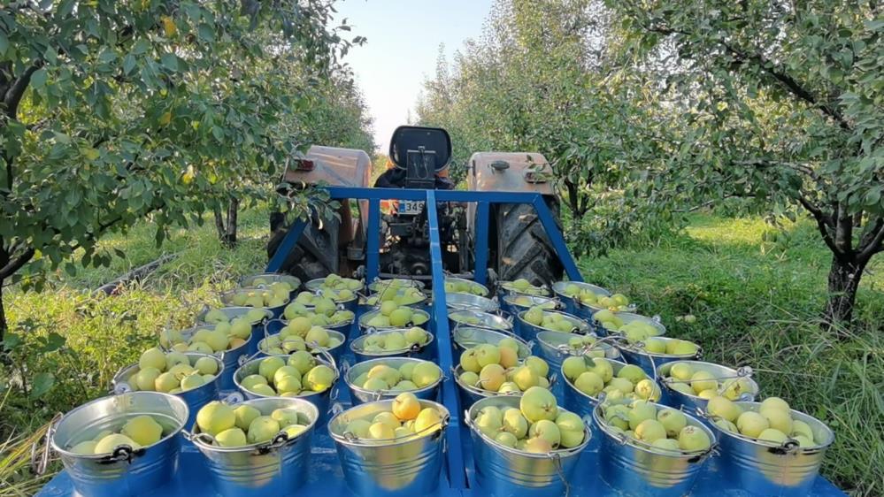 Bursa’da deveci armudu hasadı başladı… Bursa’da deveci armudu hasadı başladı…