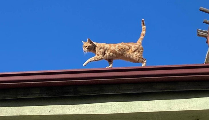 4 yıldır çatıdan inmeyen kediyi mahalleli anlattı: İnsanlara küsmüş, hikayesi çok büyük