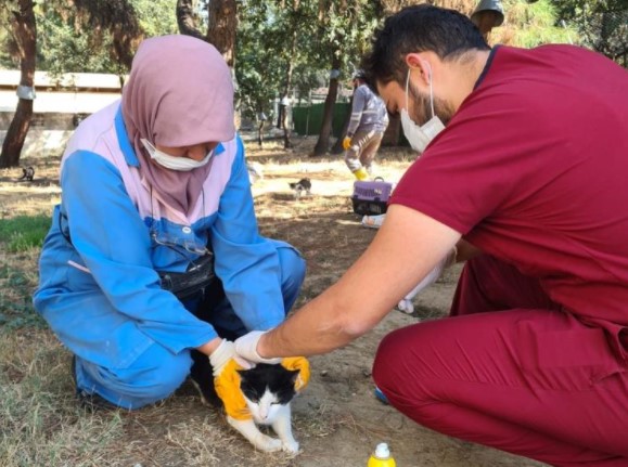 bursa kedi barınağı