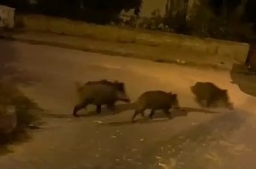 Bursa’da aç kalan domuz sürüsü şehre indi Bursa’da aç kalan domuz sürüsü şehre indi