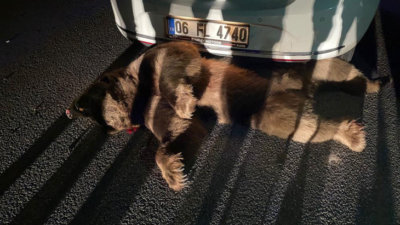 Bursa’da otomobilin çarptığı ayı telef oldu