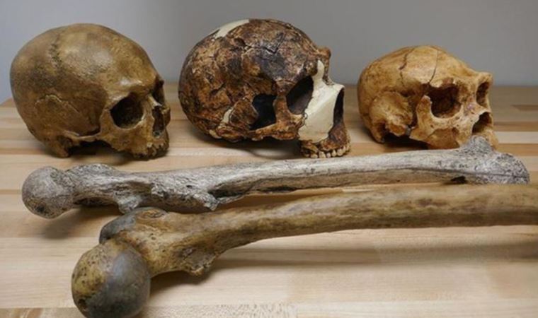 Yeni bir insan türü bulundu: ‘Homo bodoensis’