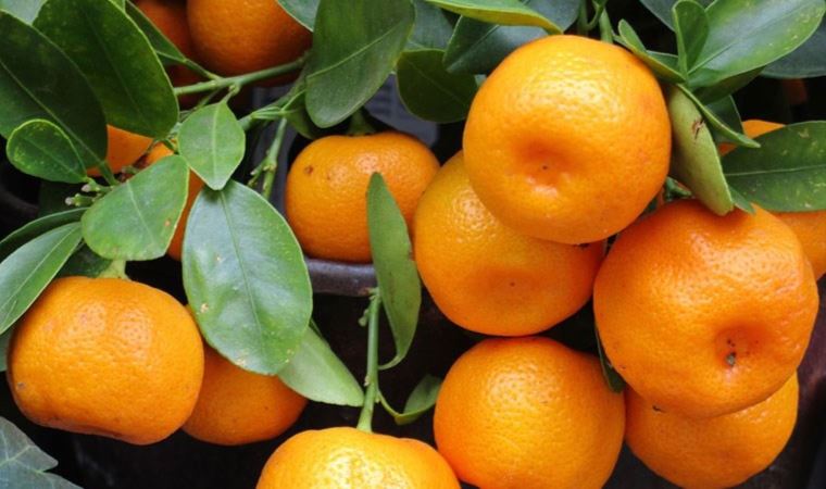 Mandalina üreticilerine Rusya’dan kötü haber