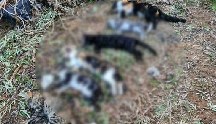 Muğla’da 21 kedinin zehirlenmesi ile ilgili soruşturma başlatıldı
