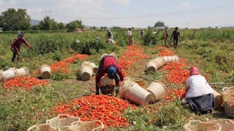 Ziraat Odaları Başkanı uyardı: Çiftçi işi bırakıyor gıda krizi kapıda