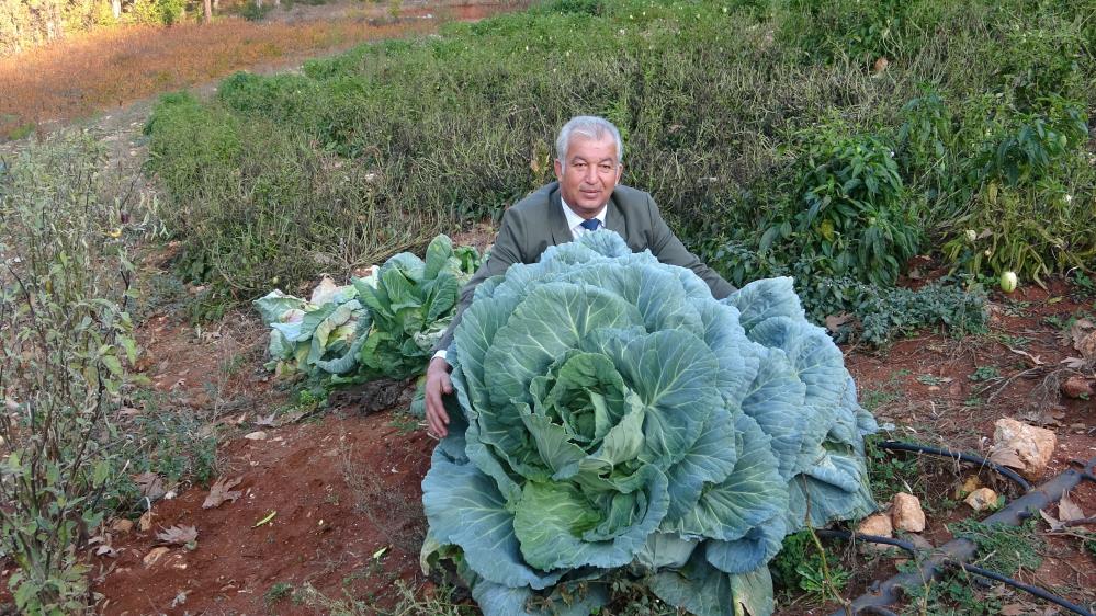Dev lahanalar görenleri şaşırtıyor! Sırrı ise o gübrede…