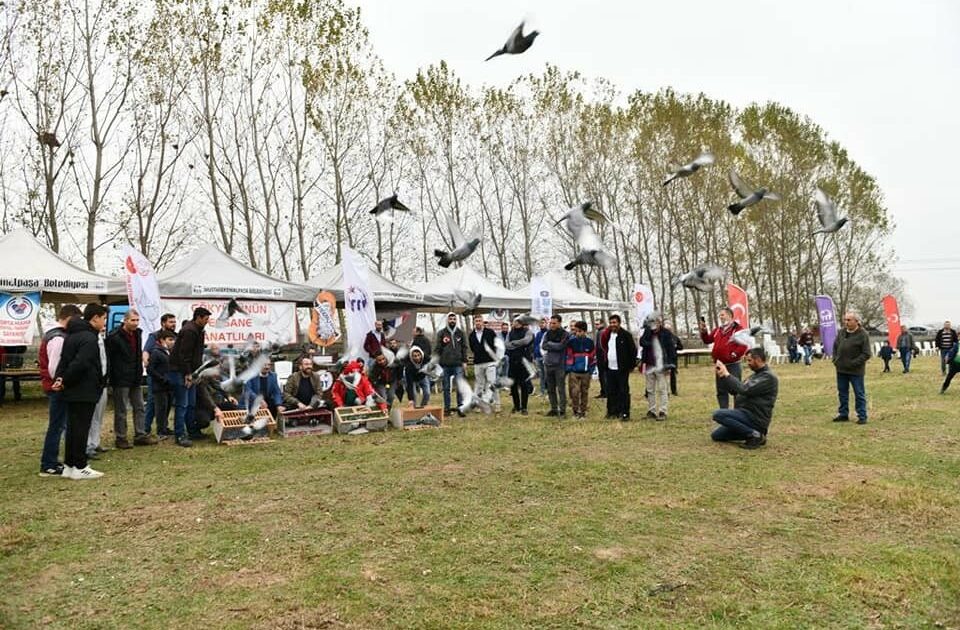Bursa’da uçuş festivali… Yüzlerce güvercin yarıştı