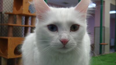 Van kedisi dünyanın en güzel kedileri arasında