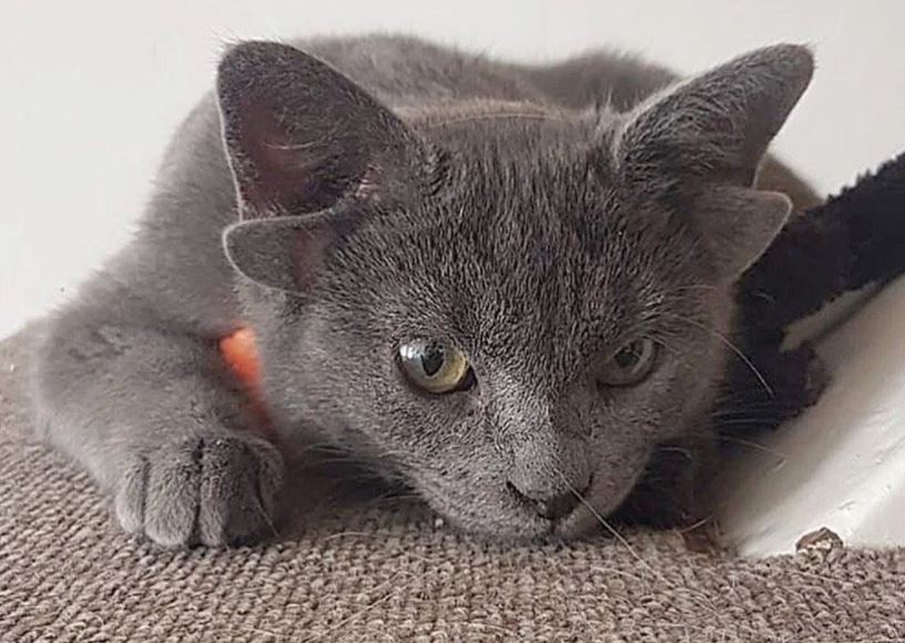 4 kulaklı doğan yavru kedi Midas viral oldu