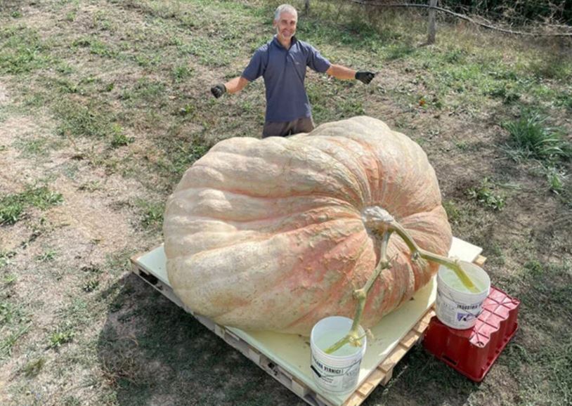 Dünyanın en büyük bal kabağı