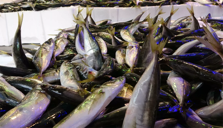 Rize’de 8 ton 300 kilogram balığa el konuldu