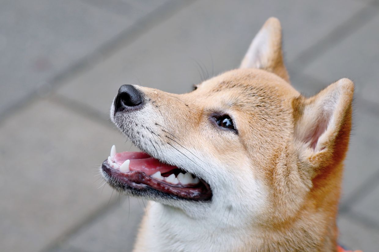 Çin’de sahibinin terk ettiği köpek açık artırmada 25 bin dolara satıldı