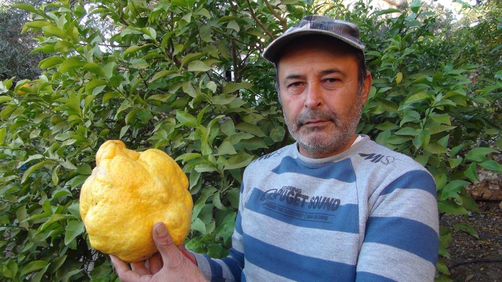 Türkiye’nin en büyük limonu! Kilosu ve fiyatı yok artık dedirtti
