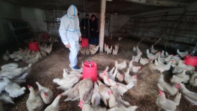 Bursa’daki bu lisede öğrenciler keçi sağıp, tavuk bakıyor