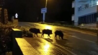 Bursa’da kar yağışıyla aç kalan domuz sürüleri şehir merkezine indi