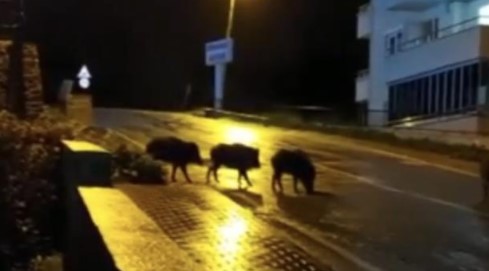 Bursa’da kar yağışıyla aç kalan domuz sürüleri şehir merkezine indi