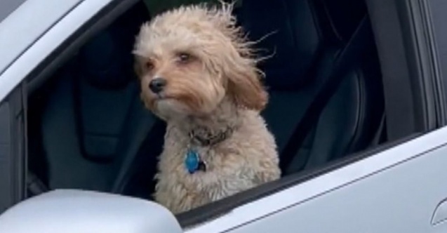 Tesla’nın sürücü koltuğundaki köpek tartışmalara neden oldu