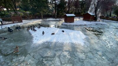Başkentin simgesi Kuğulu Park buz tuttu