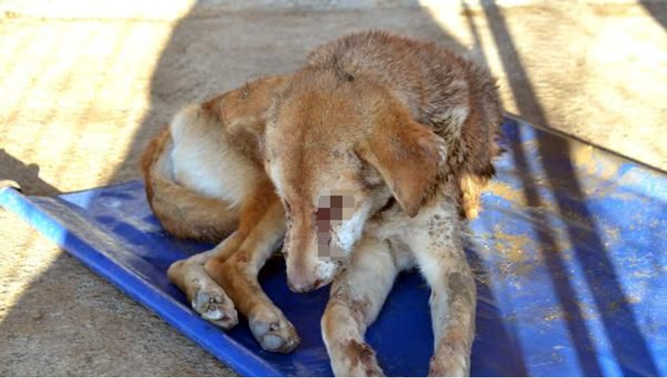 Sokak köpeğine işkence: Gözlerini dağladılar