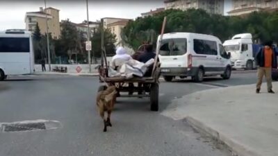 Köpeği at arabasına bağlayıp koşturdu