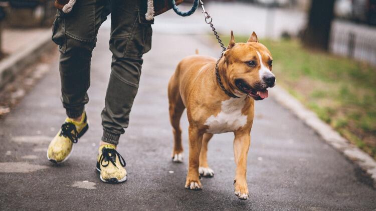 İstanbul’da pitbull dehşeti! 3 kişi serbest…