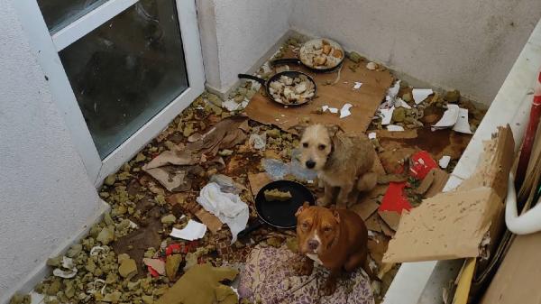 Kötü koşullarda tutulan 2 köpeğe el konuldu! (Ses telleri kesildi iddiası)