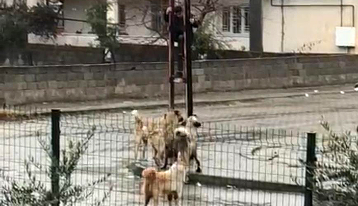 Kahramanmaraş’ta küçük bir çocuk köpek sürüsünden korkup elektrik direğine tırmandı