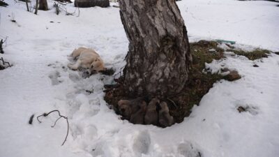 Uludağ’da donmak üzere olan anne ve 7 yavrusu böyle kurtarıldı