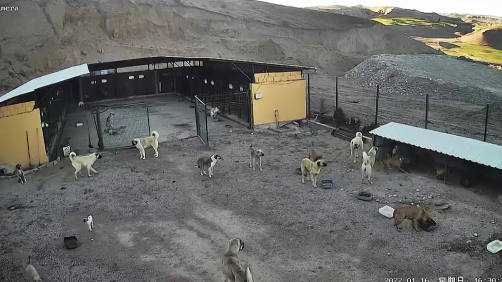 Kafesi parçalayan pitbull başka bir köpeği boğarak öldürdü