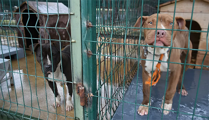 Edirne’de ‘yasaklı ırk’ köpekler için barınakta yer kalmadı