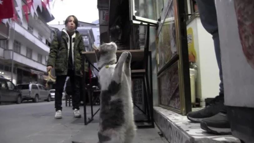 Artvin’de bir kedi iki ayağının üzerine kalkarak esnaftan yiyecek istiyor
