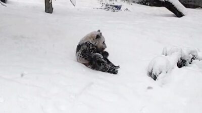 ABD’de karla tanışan panda doyasıya eğlendi