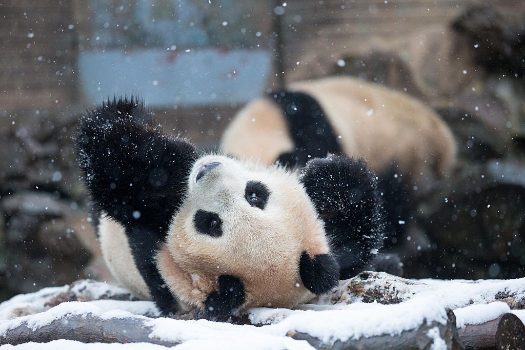 ABD’de karla tanışan panda doyasıya eğlendi
